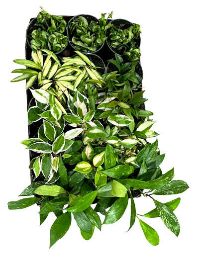Hoya Assortment